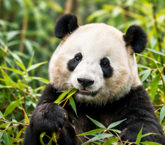 Chengdu